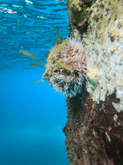 Tripneustes ventricosus