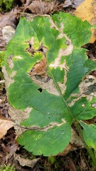 Scrobipalpula manierreorum