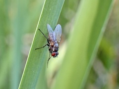 Limnophora