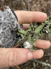 Punctelia caseana