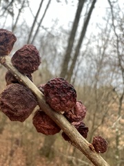 Disholcaspis globosa