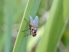 Limnophora
