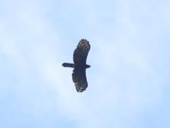 Spizaetus tyrannus
