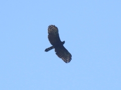 Spizaetus tyrannus