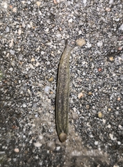 Testacella haliotidea