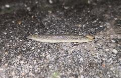 Testacella haliotidea