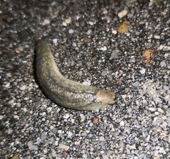 Testacella haliotidea