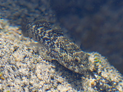 Bathygobius coalitus