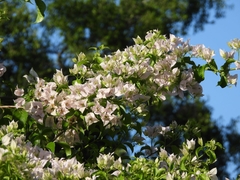Bougainvillea spectabilis