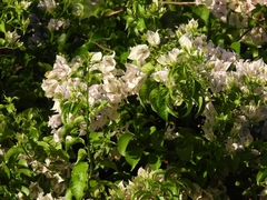 Bougainvillea spectabilis