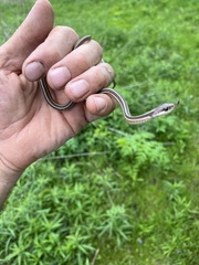 Thamnophis saurita saurita