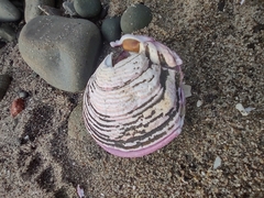 Semele decisa