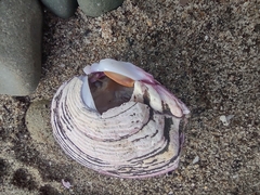 Semele decisa