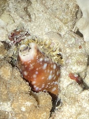 Lyncina vitellus