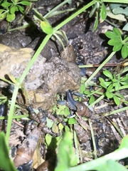 Rumina decollata
