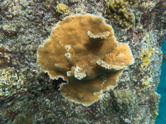 Acropora palmata