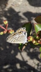 Theclinesthes onycha