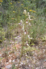 Himantoglossum affine