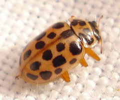 Anisosticta novemdecimpunctata