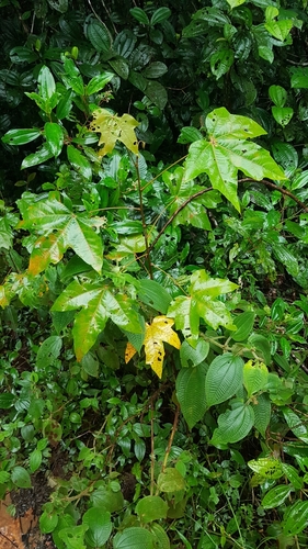 Croton nuntians