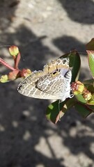 Theclinesthes onycha