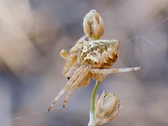 Backobourkia