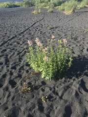 Saponaria officinalis