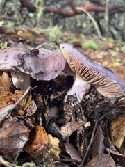 Cortinarius salor