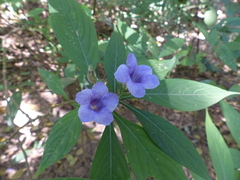 Strobilanthes integrifolius