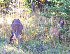 Odocoileus virginianus