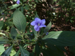 Strobilanthes integrifolius