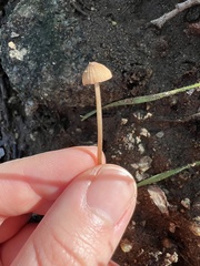 Mycena olivaceomarginata