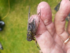 Amphipsalta cingulata