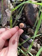 Mycena olivaceomarginata