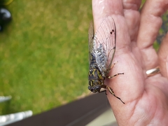 Amphipsalta cingulata