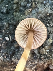 Mycena olivaceomarginata