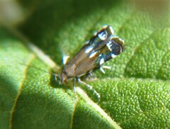 Anacampsis