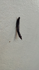 Atractocerus brasiliensis
