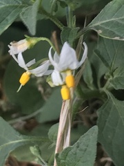 Solanum furcatum