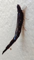 Atractocerus brasiliensis