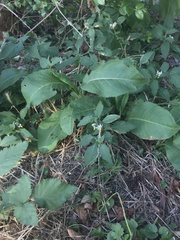 Solanum furcatum