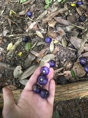 Gmelina leichhardtii