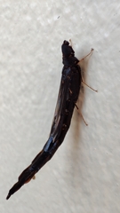 Atractocerus brasiliensis