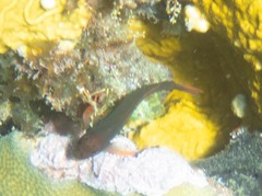 Ophioblennius macclurei