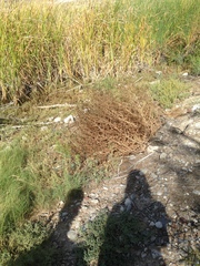 Salsola kali ruthenica