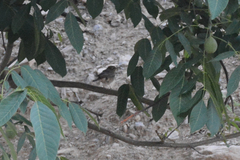 Cercotrichas galactotes