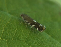 Anacampsis