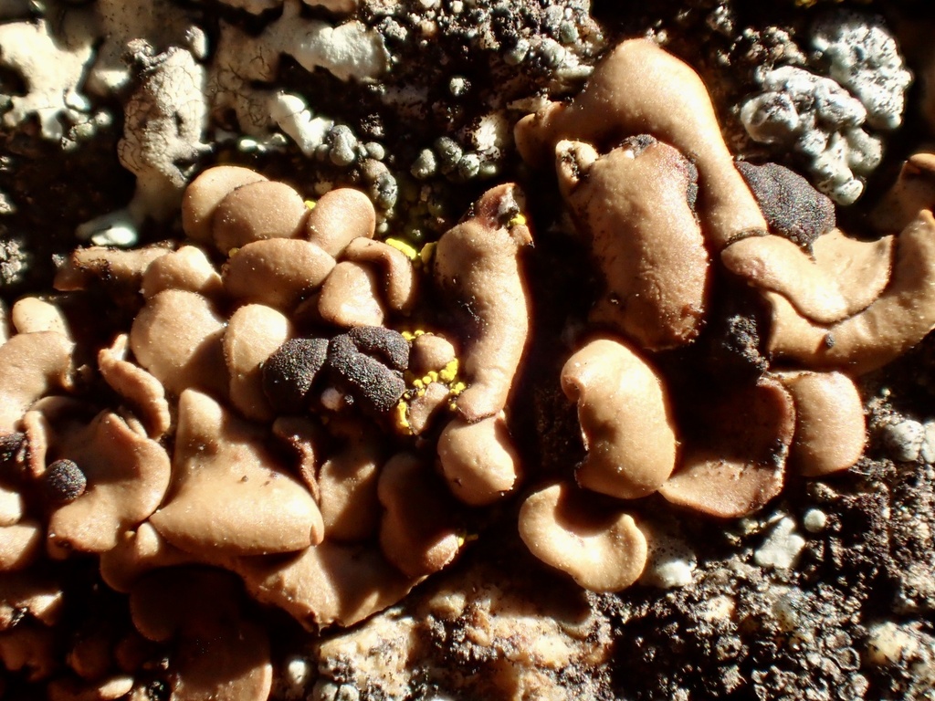 Psora peninsularis