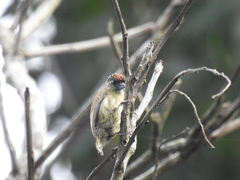 Picumnus olivaceus
