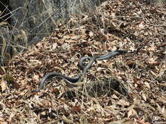 Coluber constrictor constrictor